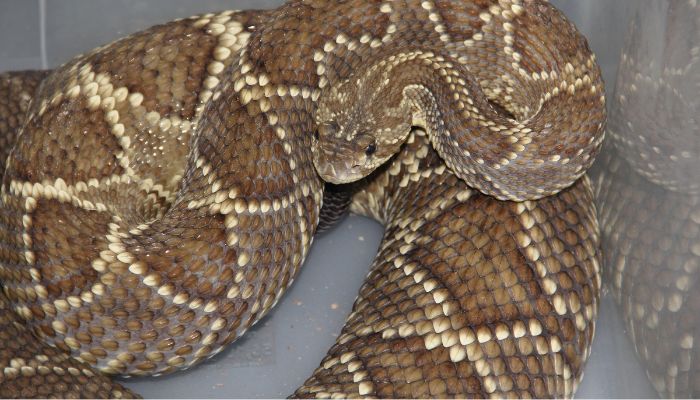  Secretaria da Saúde alerta para risco de acidentes com serpentes no verão